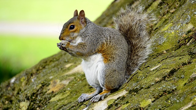 gray squirrel